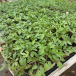 Tomato seedlings in the greenhouse