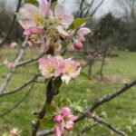 Apple blossoms, fingers crossed