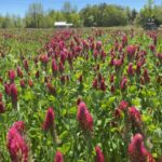Crimson clover cover crop in the apple orchard