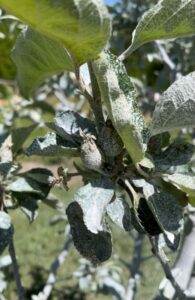 Apples with their first coat of kaolin clay