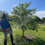 Robin spraying the apple trees with kaolin clay
