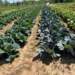 Cool spring means slower growing cabbages
