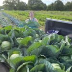 Anna, loading up freshly harvested cabbages