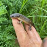 Another salamander find
