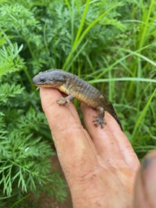 Another salamander find