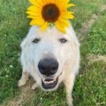 Sunflower dog, Winston posing with a sunflower on his head