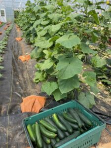 Cucumber season is here!