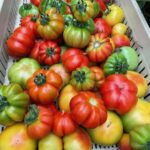 Tomato picking season has begun