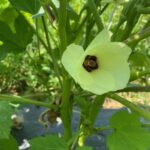Okra season is nearly here. Okra flowers are beautiful. It is in the same plant family as hibiscus and cotton