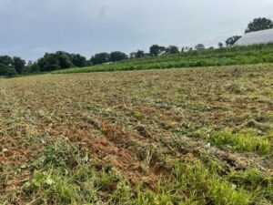 First pass of disking in the cowpea and sunflower cover crop