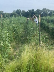 Ann (R) and Josephine (L) trellising tomatoes. We use a modified Florida weave