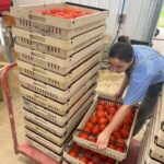 Anna sorting tomatoes for markets