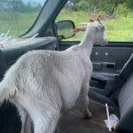 Sometimes you just gotta help a goat out. This is Peanut riding in Jo's truck