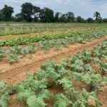 Kale and more fall crops