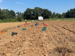 Sweet potato harvest is completed