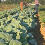 Harvesting the collards before the morning dew dries
