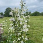 White blossoms of the Foxglove Beardstongue