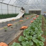 Robin is rolling up the frost cloth in the high tunnel. These tomatoes are getting an early start. Even in the high tunnel if low temperatures come back we will cover the tomatoes up