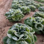 Luckily the little heads of lettuce don't mind frosty mornings