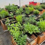 Just a few of the Native Plant sale pre-orders are put together