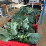 Collard bunches for CSA about to be rinsed