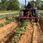 Randy driving the tractor hilling the potatoes