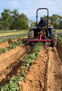 Randy driving the tractor hilling the potatoes