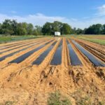 First nine beds for summer crops were shaped and cover on Saturday and filled with plants on Monday