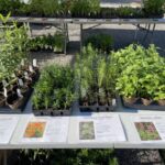 A picture of just some of the plants we had available for our Native Plant Sale