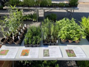 A picture of just some of the plants we had available for our Native Plant Sale