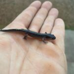 Little spotted salamander found in around the wash pack building