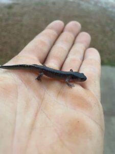 Little spotted salamander found in around the wash pack building