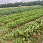 Beets, carrots and more. A portion of the spring field