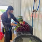 Robin washing beets