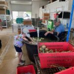 Randy and Cooper washing onions