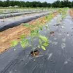 Quick turn around. Beds made between all the rain. All fifteen beds are in the process of being filled with tomatoes, okra, squash, and more.