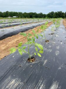 Quick turn around. Beds made between all the rain. All fifteen beds are in the process of being filled with tomatoes, okra, squash, and more.