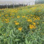 Filled the space next to the high tunnel with Black Eye Susan