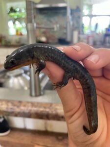 Founds another Tiger salamander. Even had this one confirmed and DNA sample taken by the Mississippi Museum of Natural Science