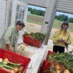 Katherine and Meg processing onions from the high tunnel