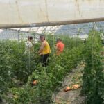 Josephine (L), Meg (C) and Katherine (L) pruning and trellising tomatoes in the high tunnel