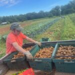 Katherine loading fingerling potatoes into the bed of the Mule