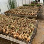 Just some of the onions curing in the greenhouse