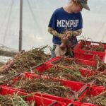 Katherine in the greenhouse laying out onions to sure.