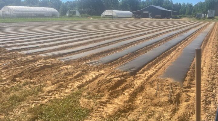 Winter squash trellising