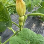 Our winter squash s starting to set fruit