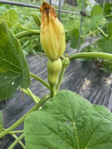 Our winter squash s starting to set fruit