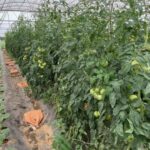 Here is a step back to look at our trellised tomatoes