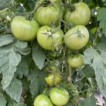 The prune and trellis system we use for tomatoes in the high tunnel has improved quality and the amount of quality fruit