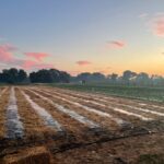 Early morning dew over the field